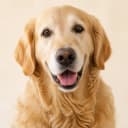 Bruno de cachorro, el perfil de ejemplo en Amipet