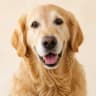 Bruno, Golden Retriever